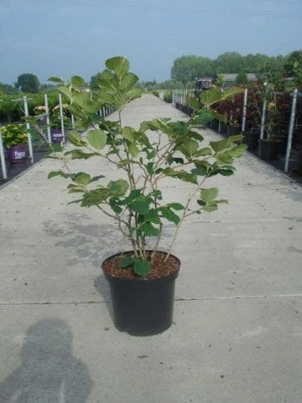 Toverhazelaar (Hamamelis Intermedia 'Diane') 3 Toverhazelaar (Hamamelis Intermedia 'Diane') - Afbeelding 3