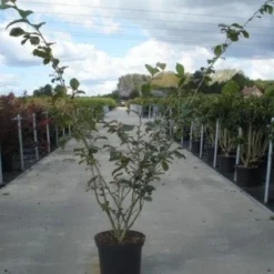 Toverhazelaar (Hamamelis Intermedia 'Jelena') -Aanbiedingen Hortus Groei Winkel 20130214114339 14 7 7