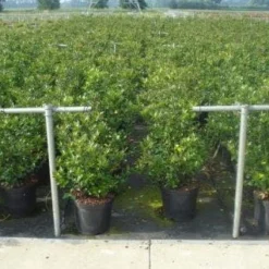 Blauwe Hulst (Ilex Meserveae 'Blue Prince') -Aanbiedingen Hortus Groei Winkel 20130214133905 10