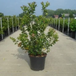 Blauwe Hulst (Ilex Meserveae 'Blue Prince') -Aanbiedingen Hortus Groei Winkel 20130214133913 10