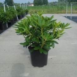 Rhododendron (Rhododendron Catawbiense 'Grandiflorum') -Aanbiedingen Hortus Groei Winkel 20130214153505 13