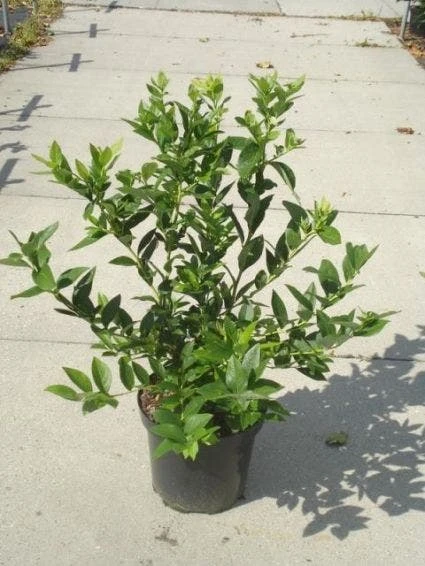 Bosbes (Vaccinium Corymbosum) 2 Bosbes (Vaccinium Corymbosum) - Afbeelding 2