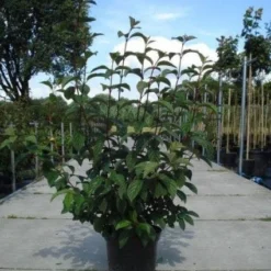 Sneeuwbal (Viburnum Bodnantense 'Dawn') -Aanbiedingen Hortus Groei Winkel 20130215094907 35 7