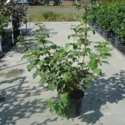 Sneeuwbal (Viburnum Opulus 'Roseum') -Aanbiedingen Hortus Groei Winkel 20130215100016 9