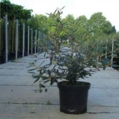 Sneeuwbal (Viburnum Bodnantense 'Dawn') -Aanbiedingen Hortus Groei Winkel 20130215100739 1