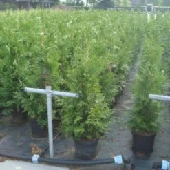 Reuzenlevensboom (Thuja Plicata 'Excelsa') 13 Reuzenlevensboom (Thuja Plicata 'Excelsa') -Aanbiedingen Hortus Groei Winkel 20130215102918 9 1