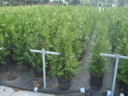 Reuzenlevensboom (Thuja Plicata 'Excelsa') 5 Reuzenlevensboom (Thuja Plicata 'Excelsa') - Afbeelding 5