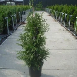 Reuzenlevensboom (Thuja Plicata 'Excelsa') 14 Reuzenlevensboom (Thuja Plicata 'Excelsa') -Aanbiedingen Hortus Groei Winkel 20130215102927 9 1