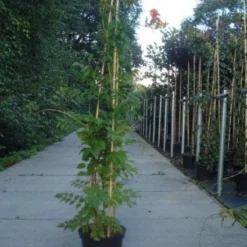 Trompetbloem (Campsis Tagliabuana 'Mme Galen') -Aanbiedingen Hortus Groei Winkel 20130215104653 9