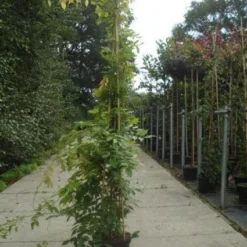 Blauwe Regen (Wisteria Sinensis) -Aanbiedingen Hortus Groei Winkel 20130215105427 13