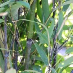 Bamboe (Phyllostachys Nigra) -Aanbiedingen Hortus Groei Winkel 20130906145730 13