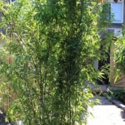 Bamboe (Phyllostachys Nigra) -Aanbiedingen Hortus Groei Winkel 20130906145917 13