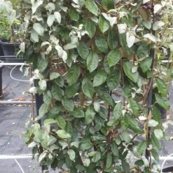 Olijfwilg Als Leivorm (Elaeagnus Ebbingei) -Aanbiedingen Hortus Groei Winkel 20190501 114514 resized 1