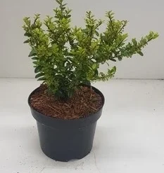 Japanse Hulst (Ilex Crenata 'Caroline Upright') -Aanbiedingen Hortus Groei Winkel 20190522 070512 resized 2 003 1