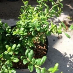 Japanse Hulst (Ilex Crenata 'Green Lustre) -Aanbiedingen Hortus Groei Winkel 20190620 155833