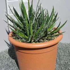 Winterharde Agave (Agave Shidigera) 6 Winterharde Agave (Agave Shidigera) -Aanbiedingen Hortus Groei Winkel 20190628 114010 resized