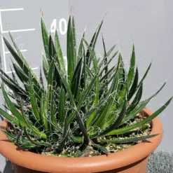 Winterharde Agave (Agave Shidigera) 7 Winterharde Agave (Agave Shidigera) -Aanbiedingen Hortus Groei Winkel 20190628 114021 resized