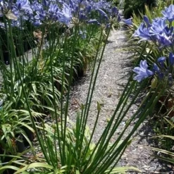 Afrikaanse Lelie (Agapanthus 'Blue Storm') 8 Afrikaanse Lelie (Agapanthus 'Blue Storm') -Aanbiedingen Hortus Groei Winkel 20190704 160819 resized