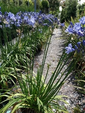 Afrikaanse Lelie (Agapanthus 'Blue Storm') 4 Afrikaanse Lelie (Agapanthus 'Blue Storm') - Afbeelding 4