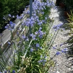 Afrikaanse Lelie (Agapanthus 'Blue Storm') 9 Afrikaanse Lelie (Agapanthus 'Blue Storm') -Aanbiedingen Hortus Groei Winkel 20190704 160833 resized