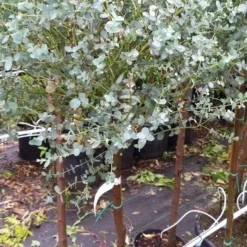 Eucalyptus Op Stam (Eucalyptus Gunnii) -Aanbiedingen Hortus Groei Winkel 20190712 152539