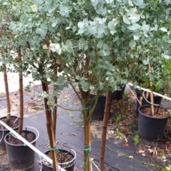 Eucalyptus Op Stam (Eucalyptus Gunnii) -Aanbiedingen Hortus Groei Winkel 20190712 152604