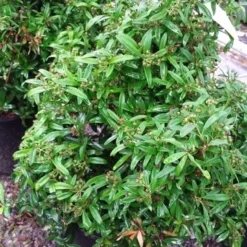 Vuurdoorn Als Bol (Pyracantha 'Navaho') 11 Vuurdoorn Als Bol (Pyracantha 'Navaho') -Aanbiedingen Hortus Groei Winkel 20190712 153414