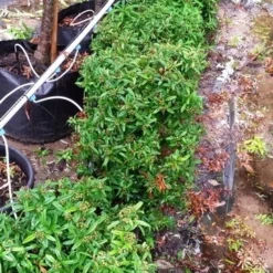 Vuurdoorn Als Bol (Pyracantha 'Navaho') -Aanbiedingen Hortus Groei Winkel 20190712 153510 1