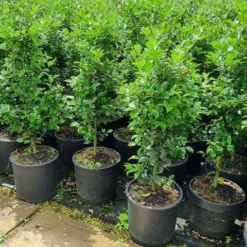 Hulst (Ilex Meserveae 'Heckenfee') -Aanbiedingen Hortus Groei Winkel 20210614 113313 1