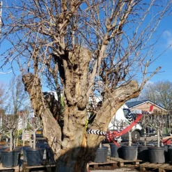 Granaatappel Als Solitair (Punica Granatum) 14 Granaatappel Als Solitair (Punica Granatum) -Aanbiedingen Hortus Groei Winkel 20220217 110658