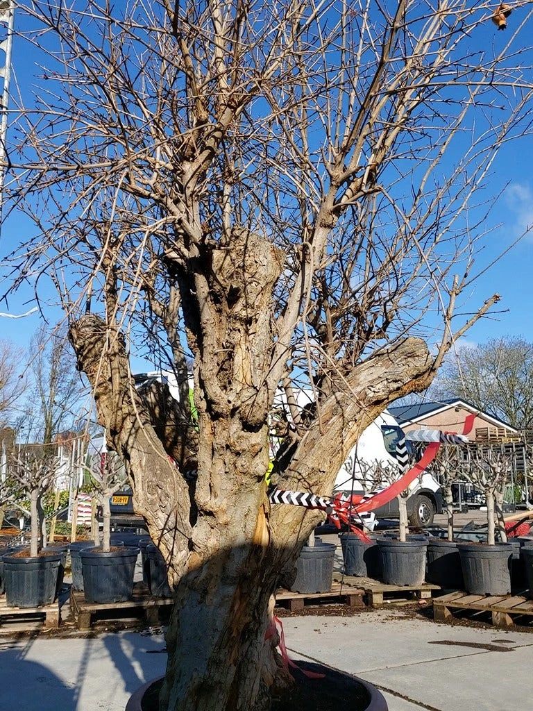 Granaatappel Als Solitair (Punica Granatum) 5 Granaatappel Als Solitair (Punica Granatum) - Afbeelding 5