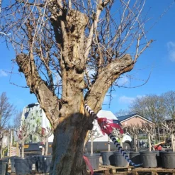 Granaatappel Als Solitair (Punica Granatum) 12 Granaatappel Als Solitair (Punica Granatum) -Aanbiedingen Hortus Groei Winkel 20220217 110708