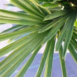 Winterharde Palm (Trachycarpus Wagnerianus) 13 Winterharde Palm (Trachycarpus Wagnerianus) -Aanbiedingen Hortus Groei Winkel 20220217 112257