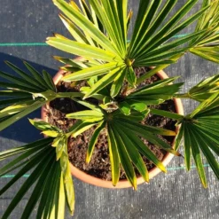 Winterharde Palm (Trachycarpus Wagnerianus) 12 Winterharde Palm (Trachycarpus Wagnerianus) -Aanbiedingen Hortus Groei Winkel 20220217 112447