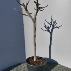 Vijg Op Stam (Ficus Carica) -Aanbiedingen Hortus Groei Winkel 20220223 125904 1