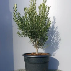 Olijf Als Struik (Olea Europaea) -Aanbiedingen Hortus Groei Winkel 20220223 132454