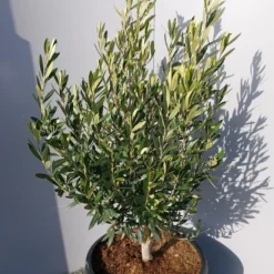 Olijf Als Struik (Olea Europaea) -Aanbiedingen Hortus Groei Winkel 20220223 132509