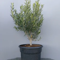 Olijf Als Struik (Olea Europaea) -Aanbiedingen Hortus Groei Winkel 20220223 132609