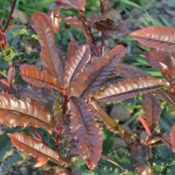 Glansmispel (Photinia Serratifolia ‘Crunchy’) -Aanbiedingen Hortus Groei Winkel 21 rec ret photinia crunchy rev100 jardin 11mars14