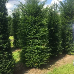 Grote Venijnboom (Taxus Baccata) -Aanbiedingen Hortus Groei Winkel 250300x 100 125 1 2