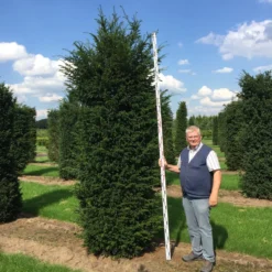 Grote Venijnboom (Taxus Baccata) -Aanbiedingen Hortus Groei Winkel 300350 x 100 125 br 1 2