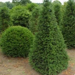 Aanbiedingen Hortus Groei Winkel 31 Taxus Als Pyramide (Taxus Baccata)