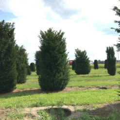 Grote Venijnboom (Taxus Baccata) -Aanbiedingen Hortus Groei Winkel 400450x 150 200 2