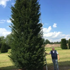 Grote Venijnboom (Taxus Baccata) 25 Grote Venijnboom (Taxus Baccata) -Aanbiedingen Hortus Groei Winkel 550600 x 175 200 1 1