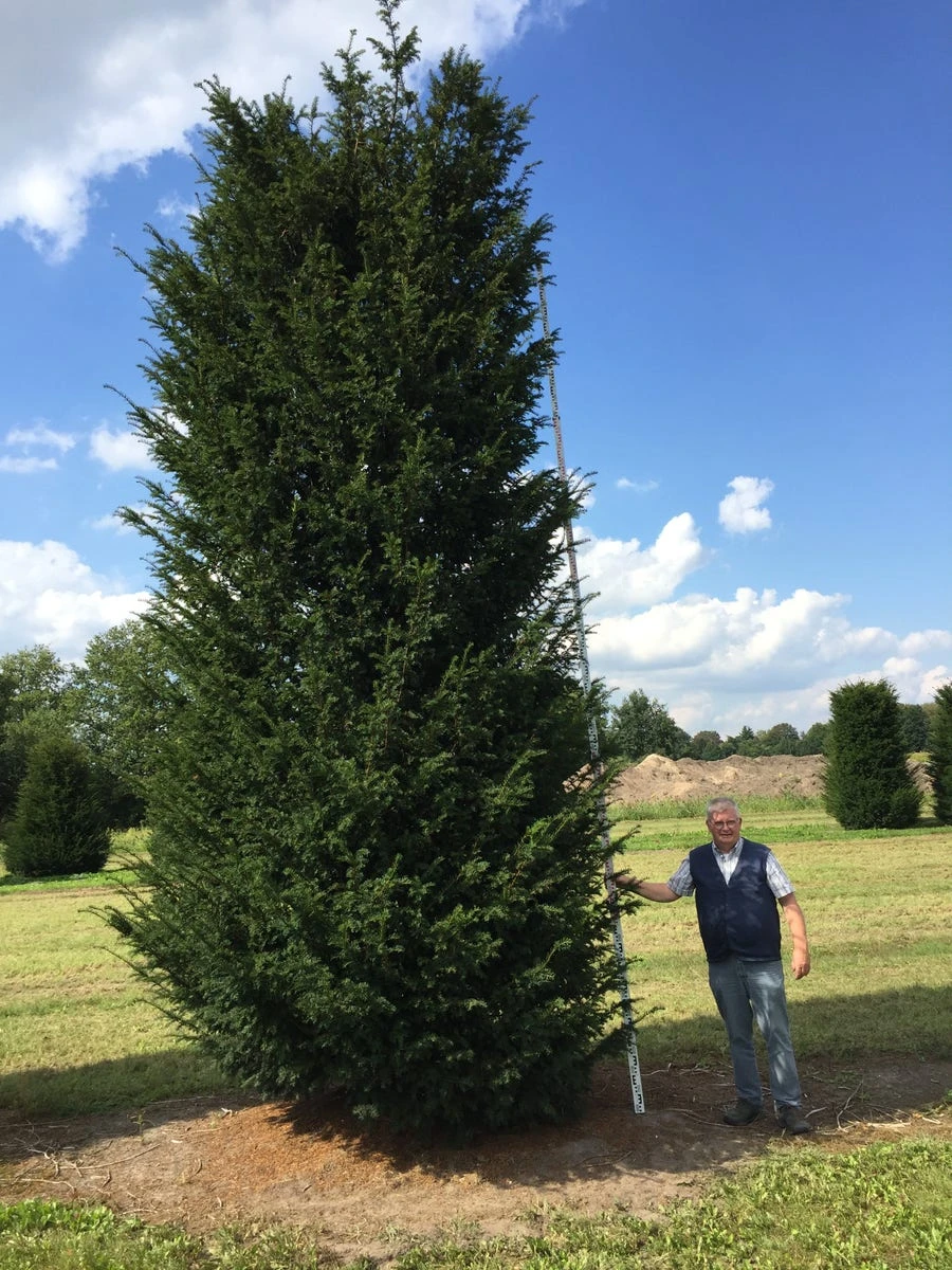 Grote Venijnboom (Taxus Baccata) 13 Grote Venijnboom (Taxus Baccata) - Afbeelding 13
