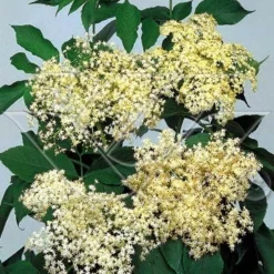 Vlier (Sambucus Nigra) -Aanbiedingen Hortus Groei Winkel 703081 3