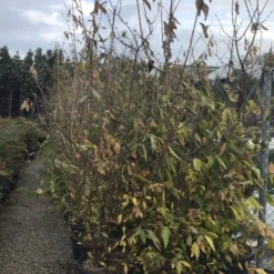 Winterzoet (Chimonanthus Praecox) -Aanbiedingen Hortus Groei Winkel 9