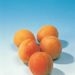 Abrikozenboom (Prunus Armeniaca 'Hongaarse') 5 Abrikozenboom (Prunus Armeniaca 'Hongaarse') -Aanbiedingen Hortus Groei Winkel abrikoos 1