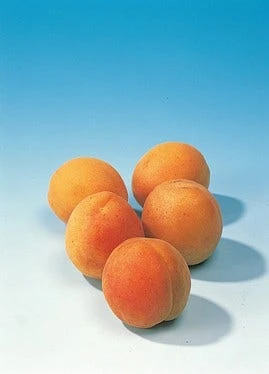 Abrikozenboom (Prunus Armeniaca 'Hongaarse') 3 Abrikozenboom (Prunus Armeniaca 'Hongaarse') - Afbeelding 3