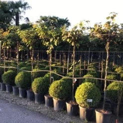 Kiwiplant Als Dakboom (Actinidia Chinensis) -Aanbiedingen Hortus Groei Winkel actinidia chinensis deliciosa dak